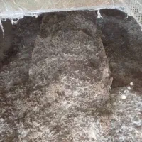 کود مرغی|خدمات باغبانی و درختکاری|تایباد, |دیوار