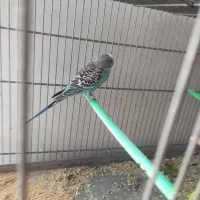 مرغ عشق|پرنده|شاهین‌شهر, خانه کارگر|دیوار