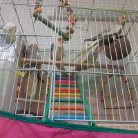 عروس هلندی سالم بازی گوش