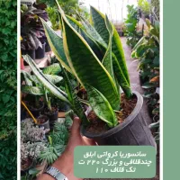 برای هدیه/گل وگیاهتونو گرون نخرید/ازما قیمت بگیرید|گل و گیاه طبیعی|اصفهان, ملک‌شهر|دیوار