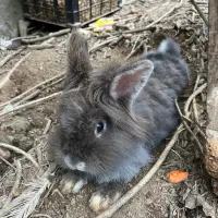 خرگوش لوپ ترکیش عروسکی|موش و خرگوش|تولم شهر, |دیوار