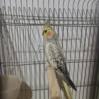 عروس هلندی|پرنده|رباط‌کریم, شترخوار|دیوار