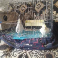 فروش عروس هلندی|پرنده|خمینی‌شهر, |دیوار