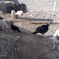 بوقلمون ۲ ساله