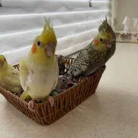 ۷ تا جوجه عروس سرلاکی و نرم خور|پرنده|کرج, کوی کارمندان جنوبی|دیوار