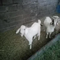کهره نر فروش فوری