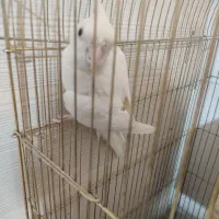 عروس هلندی البینو ماده|پرنده|پاکدشت, پاکدشت (مامازند)|دیوار