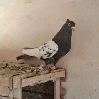 جفت نر ماده دم سیاه و دم قهوای تهران