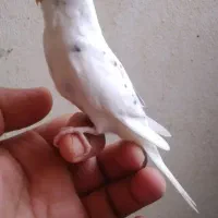 مرغ عشق دستی