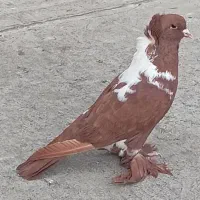 ککیلی الابوغاز نر