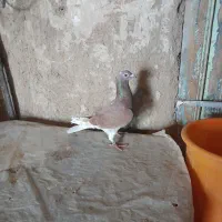 کبوتر طوقی و دوبر