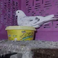 دو عدد ماده کفتر