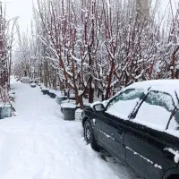 شراکت برای فروش اینترنتی نهال