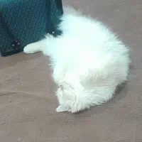 گربه پرشین|گربه|دزفول, |دیوار