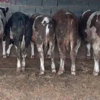 خرید و فروش گاو گوساله گوسفند گاومیش|حیوانات مزرعه|هیر, |دیوار