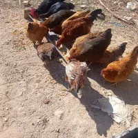 مرغ و خروس|حیوانات مزرعه|مشکین‌دشت, |دیوار