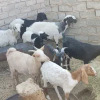 حیوانات مزرعه گاو گوسفند بز|حیوانات مزرعه|زابل, |دیوار