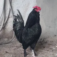 خروس سیاه