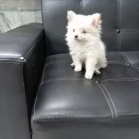 توله 3ماهه پامرخرسی|سگ|قرچک, مهدیه|دیوار