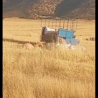 فروش کاه لوبیا