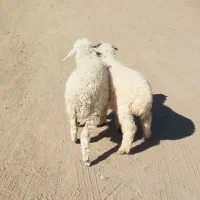 جفت بره نر ماده دورگ مناسب|حیوانات مزرعه|جیرفت, |دیوار