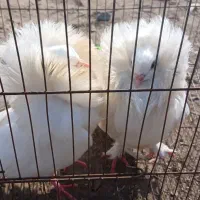 کبوتر شامپیون|پرنده|ارومیه, |دیوار