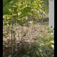 نهال گردو معمولی