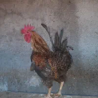 خروس رسمی محلی  اصیل فروشی