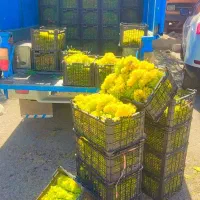 انگور درجه یک ملایر
