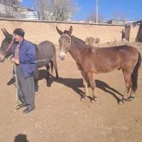 قاطر باری کوهستانی|حیوانات مزرعه|لاران, |دیوار