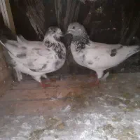 ۸جفت کفتر