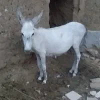 کره خر|حیوانات مزرعه|سبزوار, قلعه‌نو دهزار|دیوار