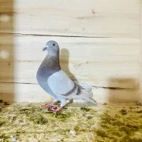 کبوتر پرشی|پرنده|اسفرورین, |دیوار