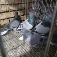 کبوتر کاشانی