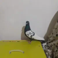 کبوتر شهرستانی کلات