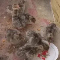 جوجه بوقلمون
