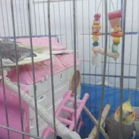 جفت طوطی عروس مولد|پرنده|بهبهان, |دیوار