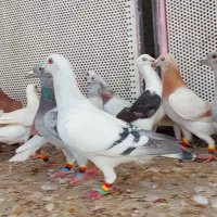 کبوتر