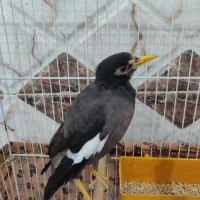 مینا|پرنده|خرمشهر, |دیوار