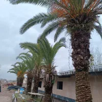 علفزنی و برش درخت