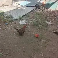 خروس