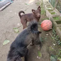 اشپیتز هاسکی|سگ|رشت, ولکس|دیوار