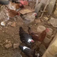 مرغ محلی جوان