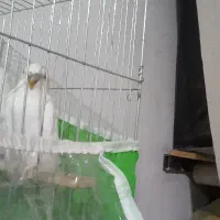 مرغ عشق ماده بالغ