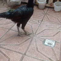 دو عدد مرغ لاری یکی کرچ