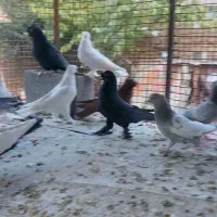کفتر یا کبوتر ترک اصیل سینه دمبی ماده|پرنده|شیراز, حومه شیراز|دیوار