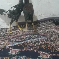 دوخروس لاری