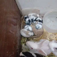 خرگوش
