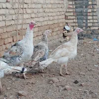 بقلمون‌خانگی