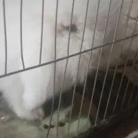 خرگوش لوپ چشم یخی خیلی هم خوشکل